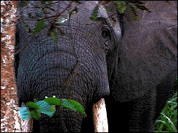 [IMAGE: Forest Elephant]